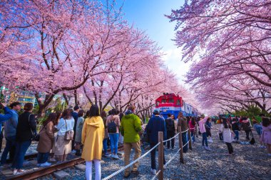 JINHAE, SOUTH KOREA - MARCH 30,2019: Jinhae Gunhangje Festival in spring is the popular cherry blossom viewing spot at jinhae, South Korea clipart