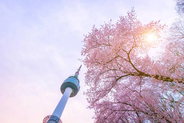 満開の桜の木と春の時間にソウルタワー 4Kのタイムラプス — ストック写真