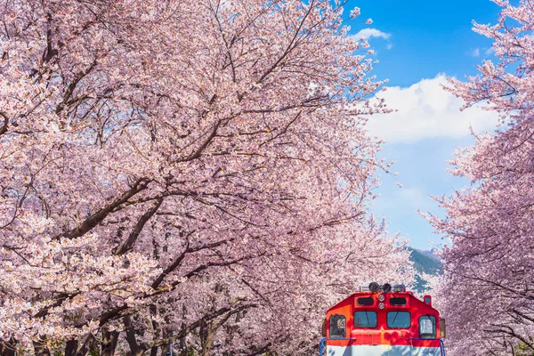 Flor Cerezo Primavera Corea Popular Lugar Observación Flores Cerezo Jinhae — Foto de Stock