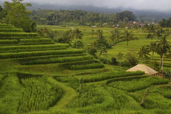 Rijstvelden Jatiluwih Bali — Stockfoto