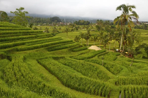 Rijstvelden Jatiluwih Bali — Stockfoto