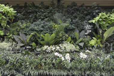 Demet çiçek ve ağaç