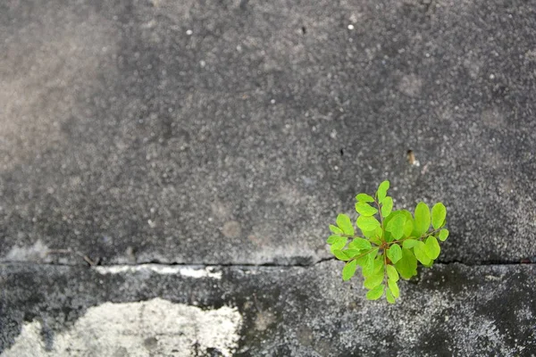 Green tree in cracked cement — Stock Photo, Image