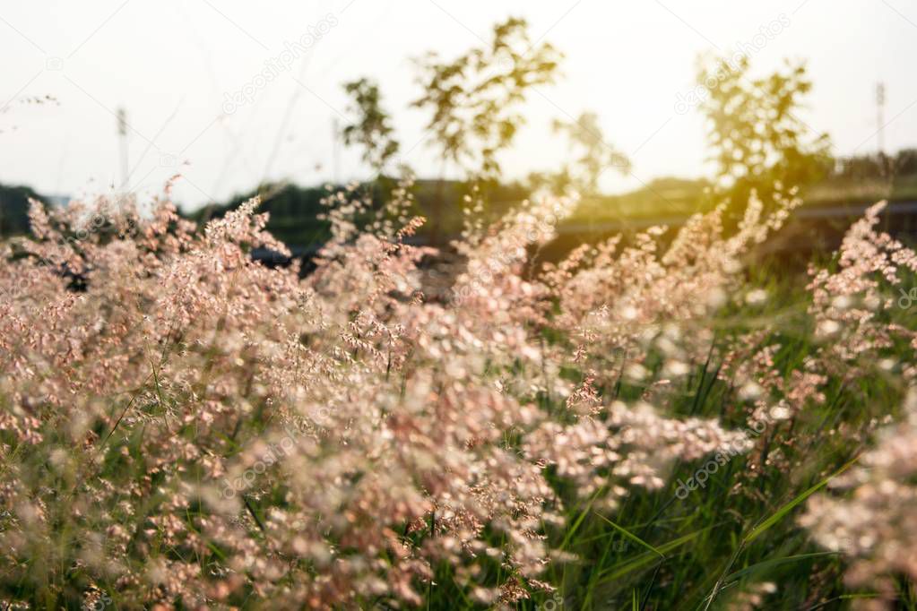 Meadow in the field in sunset