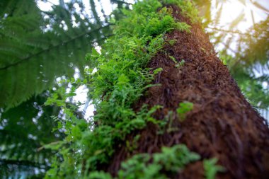 Yosun ve eğrelti otuyla kaplı ağaç. Güzel eğreltiotu yaprakları yeşil yapraklar. Güneş ışığında doğal çiçek eğreltiotu arka planı..