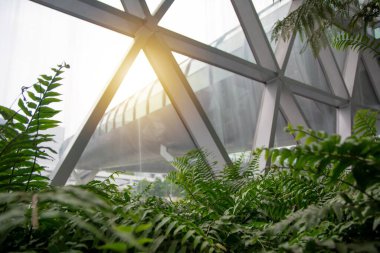 Sabah güneşinde havaalanı penceresinin yanında büyüyen güzel bir eğreltiotu..