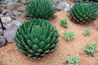 Agave victoriae reginae, toprakta yetişen, yontulmuş geometrik yapraklar üzerindeki beyaz çizgileriyle ünlü sulu çiçekli küçük bir bitki türüdür.