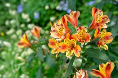 Güzel turuncu ve sarı Alstroemeria zambaklarının yakın plan görüntüsü, İnkalar 'ın zambakları (Alstroemeria) dağınık arkaplanı. Alstroemeria, yaygın olarak Peru zambağı ya da İnkaların zambağı olarak bilinir..