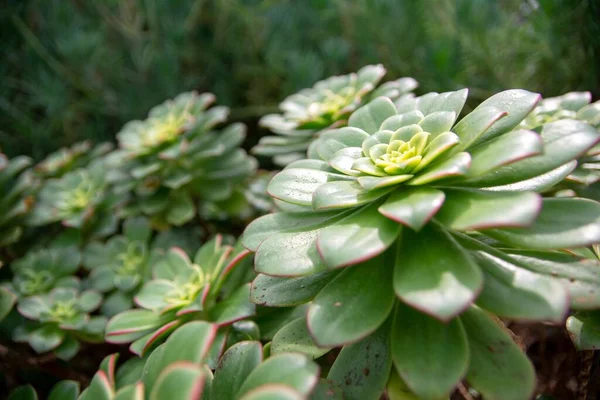 Vista Dall Alto Echeveria Elegans Impianto Tra Brunch Pianta Sul — Foto Stock