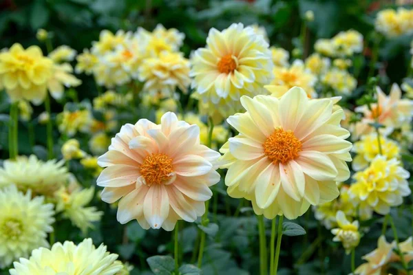 Close-up view of yellow chrysanthemums in the garden.  Flowers chrysanthemum blooming in sunny date.