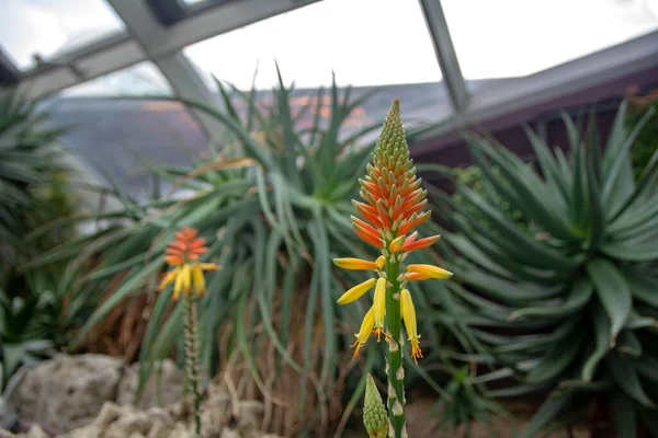 Προβολή Από Κοντά Του Candelabra Aloe Arborescens Στον Εσωτερικό Κήπο Εικόνα Αρχείου