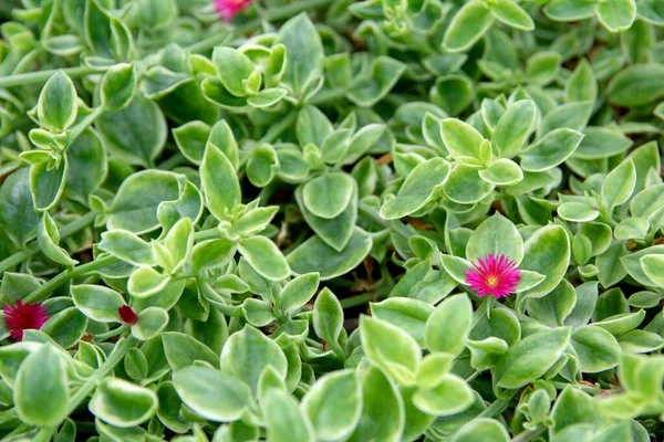 4 Iceplant Stock Photos Free Royalty Free Iceplant Images Depositphotos 4 Iceplant Stock Photos Free Royalty Free Iceplant Images Depositphotos