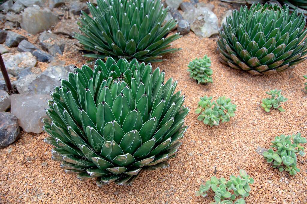 Agave Victoria A Cactus E Piante Succulente - Foto 6