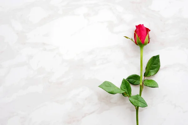 Valentine's day háttér, a sablon, a vörös rózsa, a szerelem jelképe, a — Stock Fotó