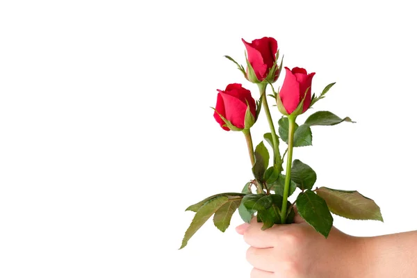 Conceito de Valentim, mãos de homem segurando rosas vermelhas no backgrou branco — Fotografia de Stock