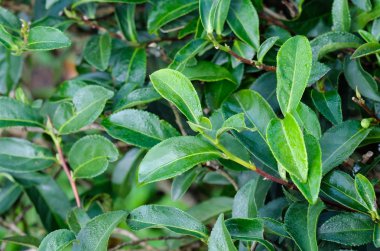 Taze yeşil çay bud ve yaprakları closeup, çay plantasyon alan, na