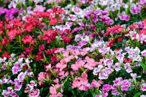 Colorful dianthus barbatus flower, flowerbed of dianthus chinens — Stock Photo, Image