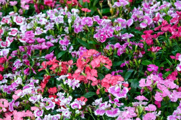 Flor colorida de dianthus barbatus, macizo de flores de dianthus chinens — Foto de Stock