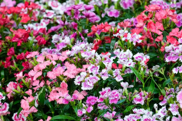 Renkli karanfil barbatus çiçek, flowerbed karanfil chinens