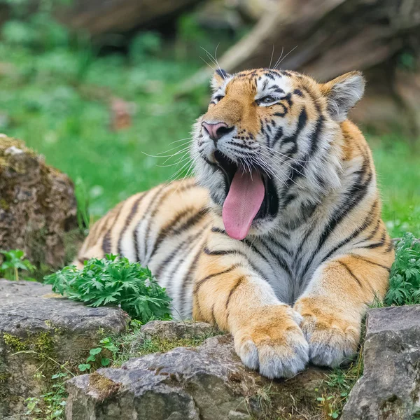 Young yawning bengal tiger