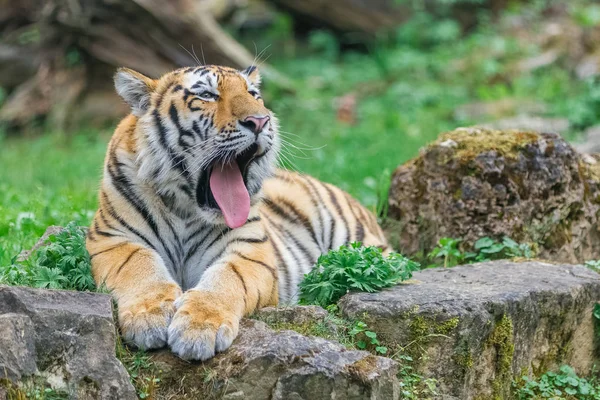 Young yawning bengal tiger — Stock Photo, Image