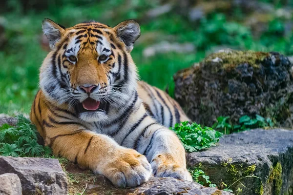 Молодий бенгальський тигр — стокове фото
