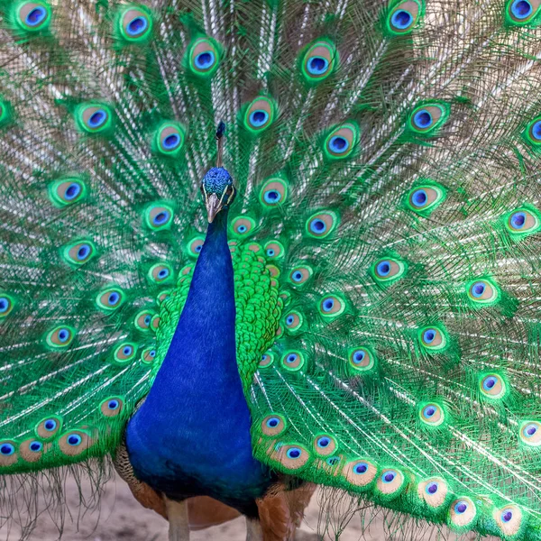 Pavone mostrando la sua coda colorata — Foto Stock