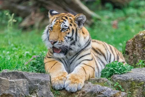 Young bengal tiger