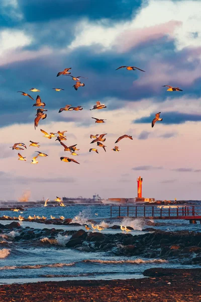 Denizin üzerindeki kuşlar