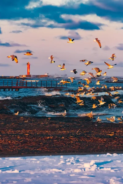 Aves sobre el mar —  Fotos de Stock