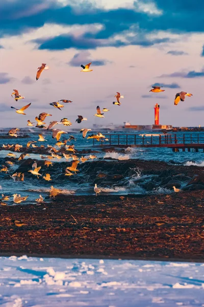 Aves sobre el mar —  Fotos de Stock