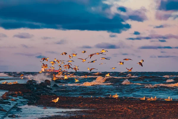 Denizin üzerindeki kuşlar