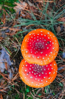 Kırmızı zehirli Amanita mantar