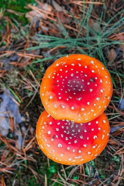 Kırmızı zehirli Amanita mantar