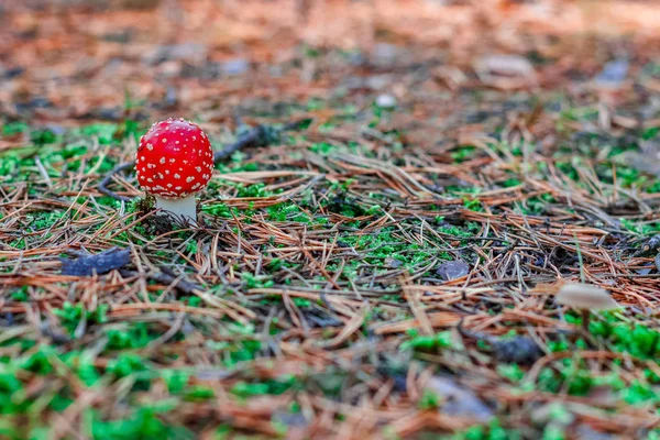 Красный ядовитый гриб Amanita — стоковое фото