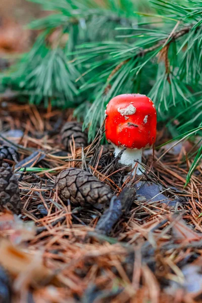 Red poisonous Amanita mushroom
