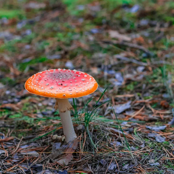 Red poisonous Amanita mushroom — Stock Photo, Image