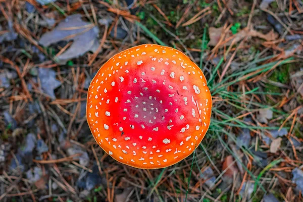Cogumelo Amanita venenoso vermelho — Fotografia de Stock