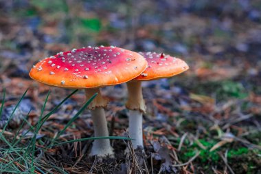 Kırmızı zehirli Amanita mantar