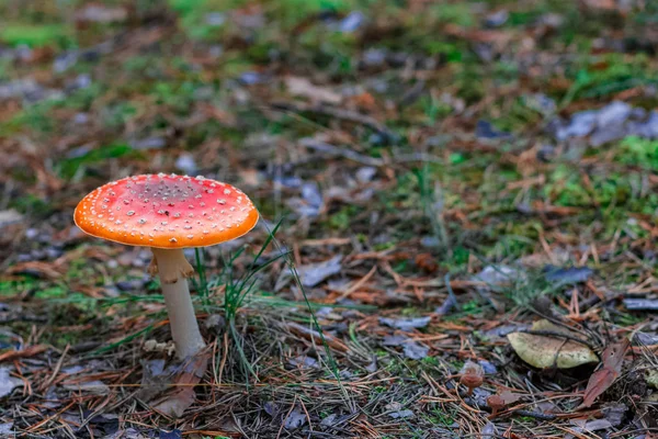 레드 독 버섯 버섯 — 스톡 사진