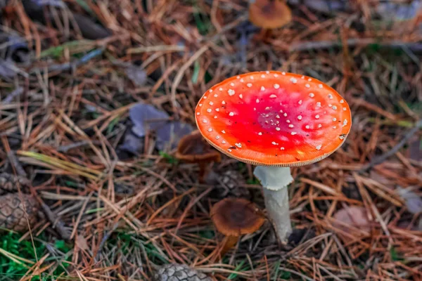 红毒鹅膏菌蘑菇 — 图库照片
