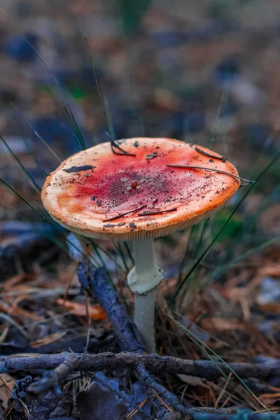 Red poisonous Amanita mushroom