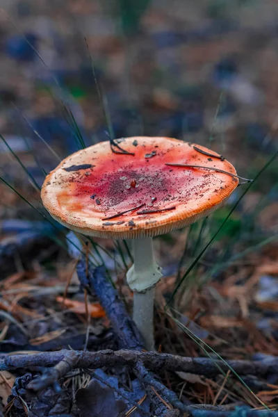 Красный ядовитый гриб Amanita — стоковое фото