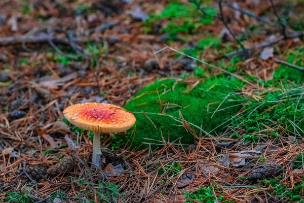 Красный ядовитый гриб Amanita — стоковое фото