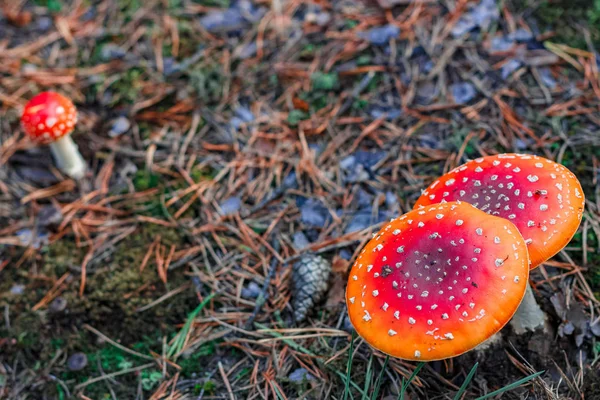 Red poisonous Amanita mushrooms — Stock Photo, Image