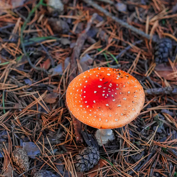 Κόκκινο δηλητηριώδες μανιτάρι Amanita — Φωτογραφία Αρχείου