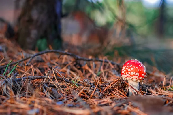 Red poisonous Amanita mushroom — Stock Photo, Image