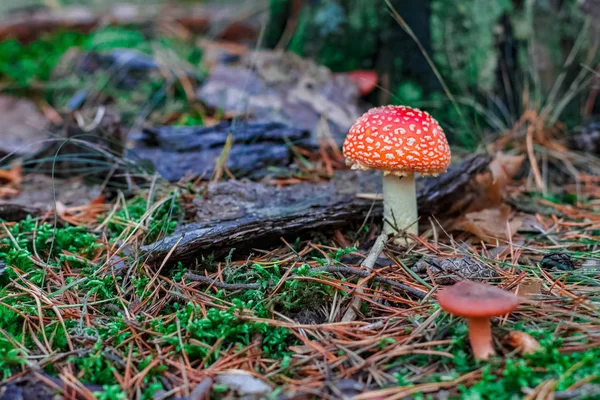 Red poisonous Amanita mushroom — Stock Photo, Image