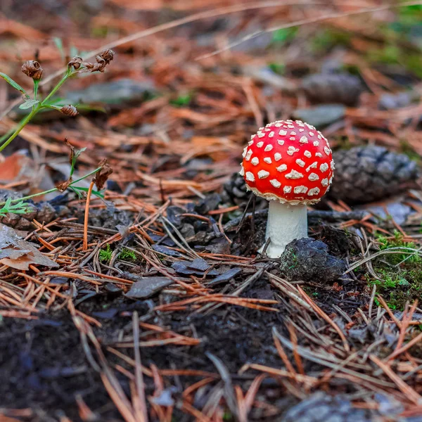 Cogumelo Amanita venenoso vermelho — Fotografia de Stock