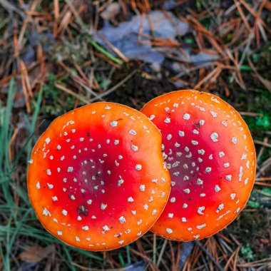 Kırmızı zehirli Amanita mantar